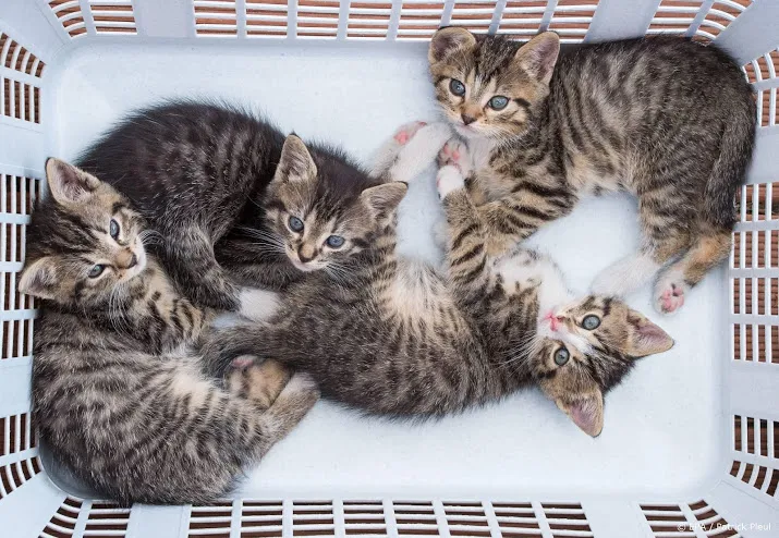 bioscopen vieren internationale kattendag met kattencompilatie