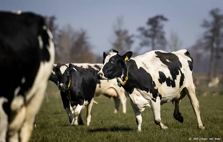 boeren houden op 30 mei koe uit de wei vanwege stikstofbeleid