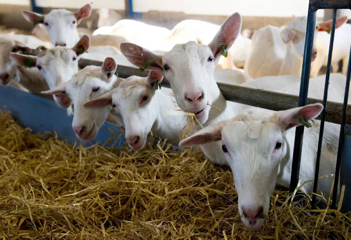 brabant wil apk voor stallen