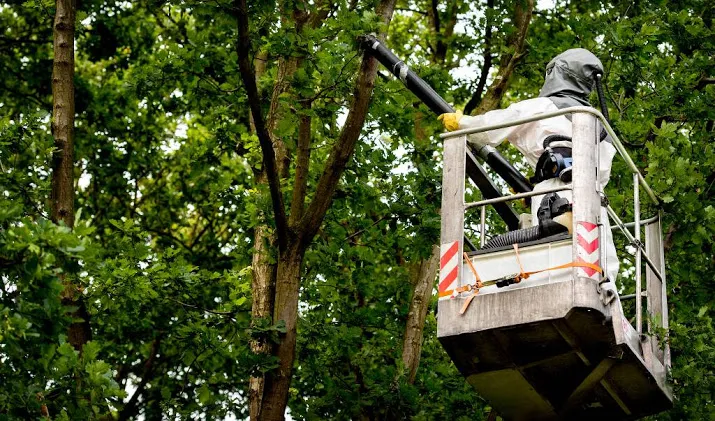 brandweer inzetten tegen eikenprocessierups
