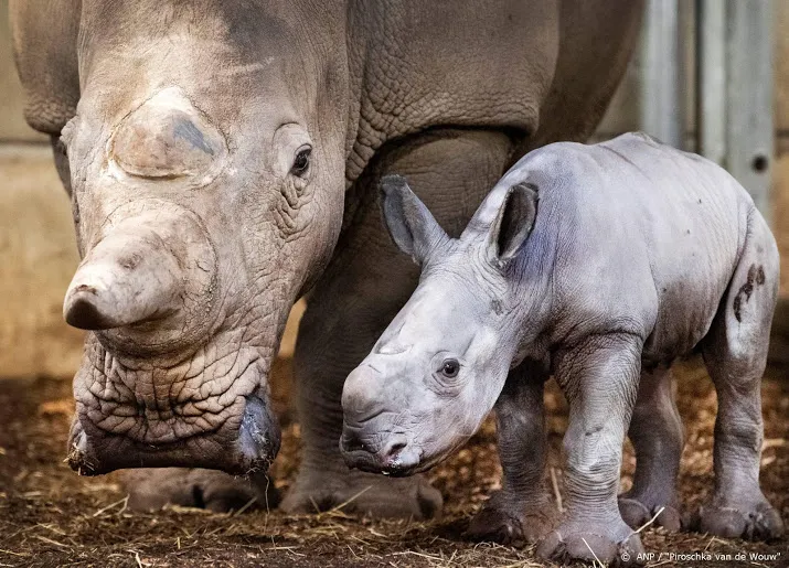 breedlipneushoorntje geboren in burgers zoo