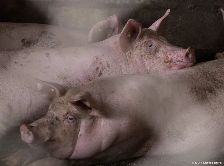 buitenlandse slachters moeten ruiming britse varkens voorkomen
