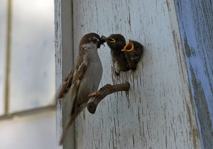 cameras in vogelnesten weer aan