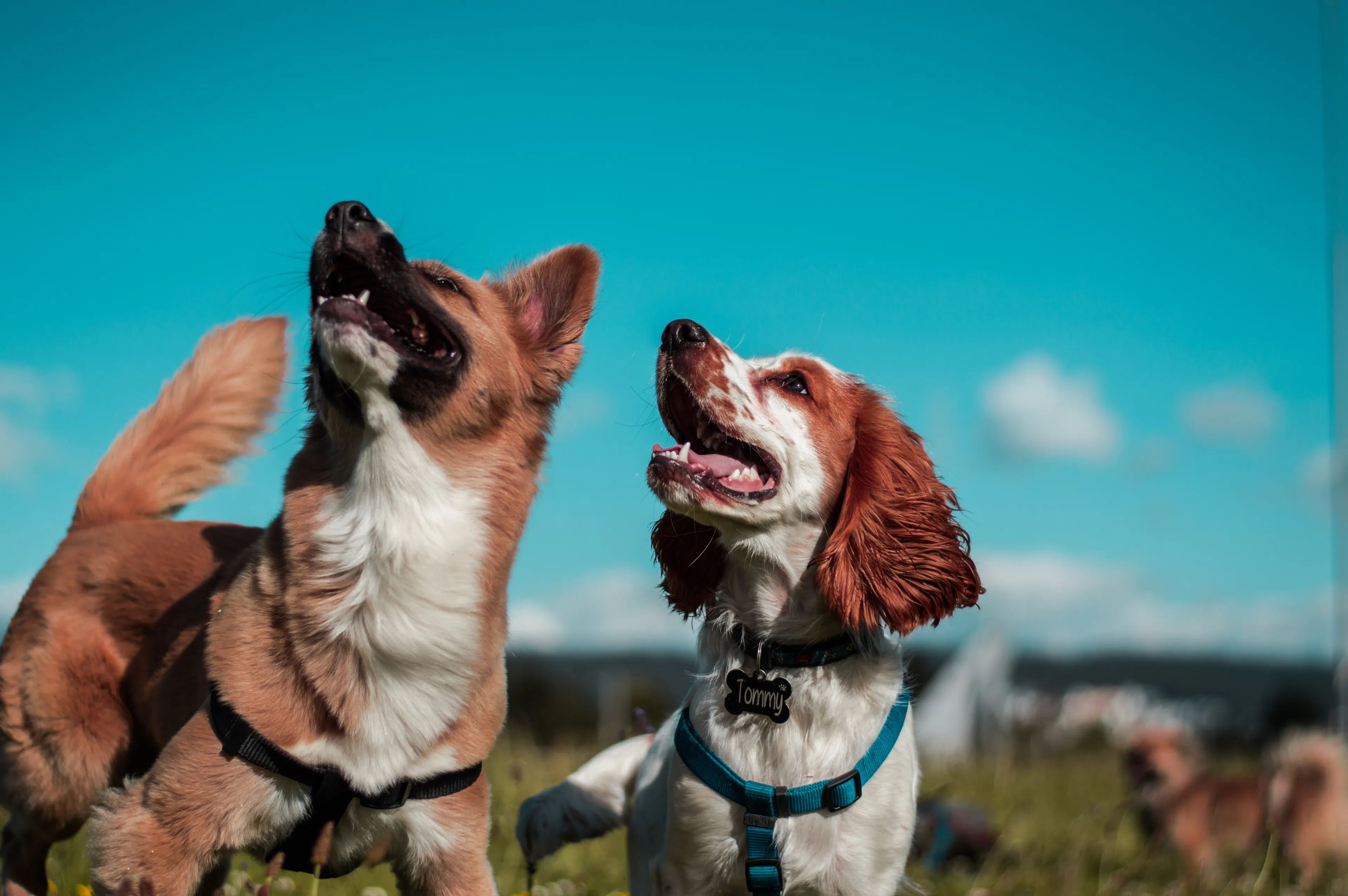 camilo fierro z7rcwqci77s unsplash