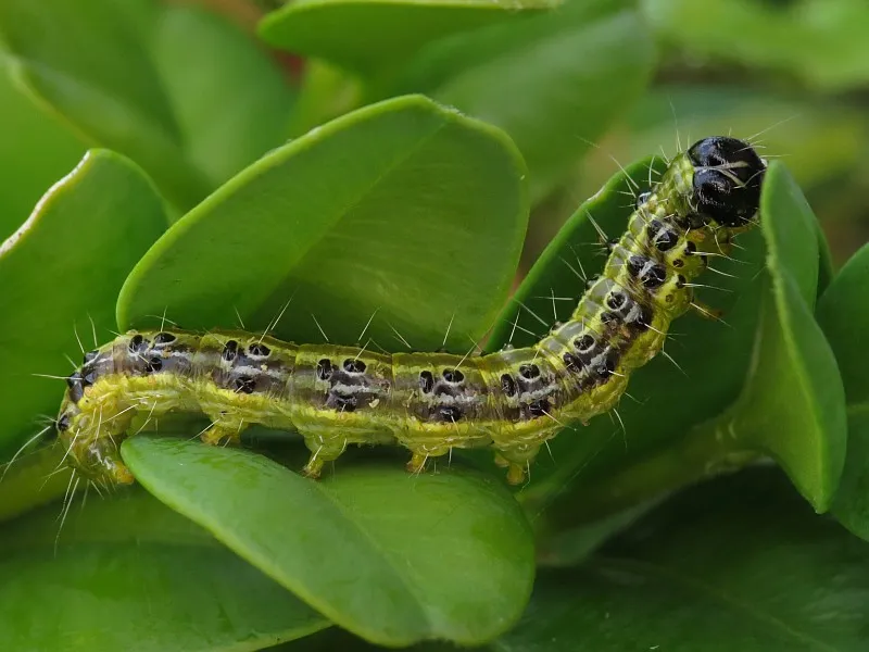 cydalima perspectalis crambidae caterpillar ammerzoden the netherlands