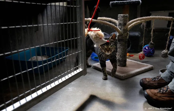 dierenbeschermers halen 58 katten uit vervuild huis
