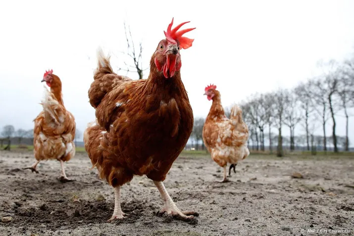 dierenorganisaties vang loslopende kippen en hanen in utrecht