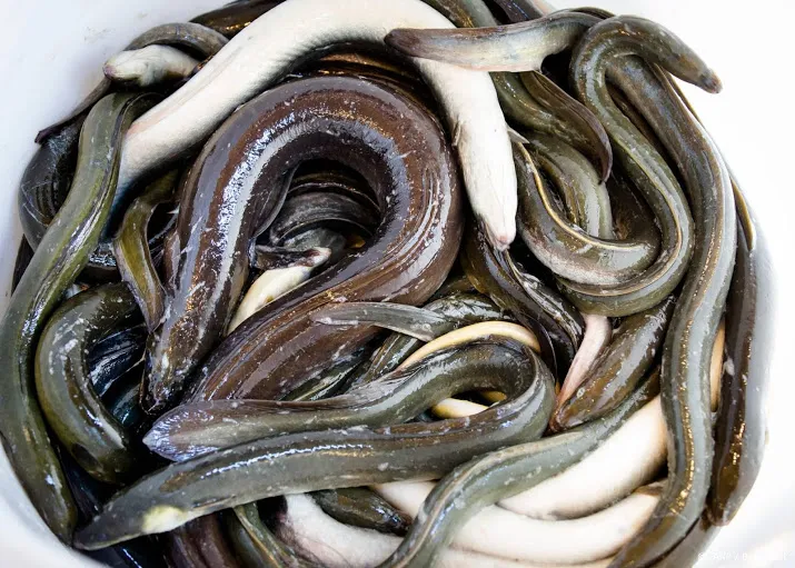 dierenwelzijnsorganisatie op de bres voor de kweekvis