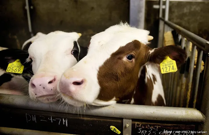 dierrecht begint rechtszaak tegen kalfs en rundvleesproducent