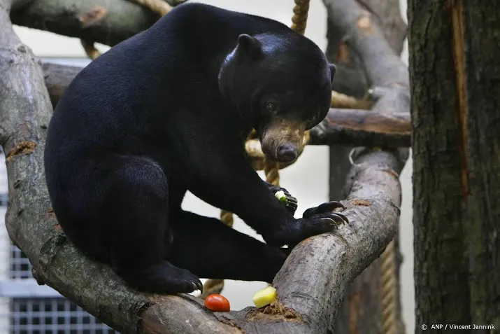 eerste jongen voor maleise beren in nederland