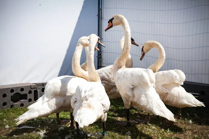eerste zwanen verlaten opvang na poetsbeurt
