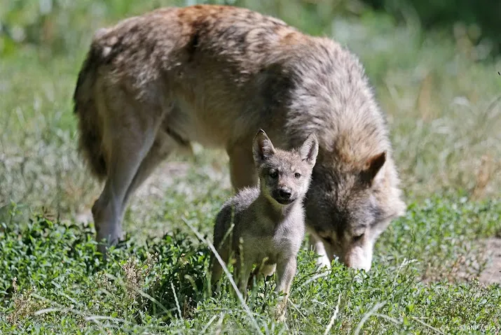 europese commissie wil bescherming wolf terugschroeven