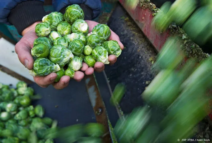 export spruitjes uit nederland naar record