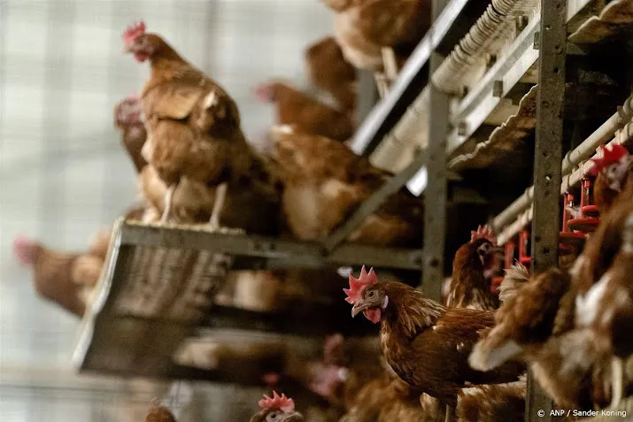 extra schoonmaakbeurt pluimveevervoer wegens vogelgriep