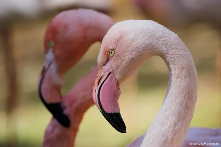 flamingos zorgen voor recordaantal kuikens in gaiazoo