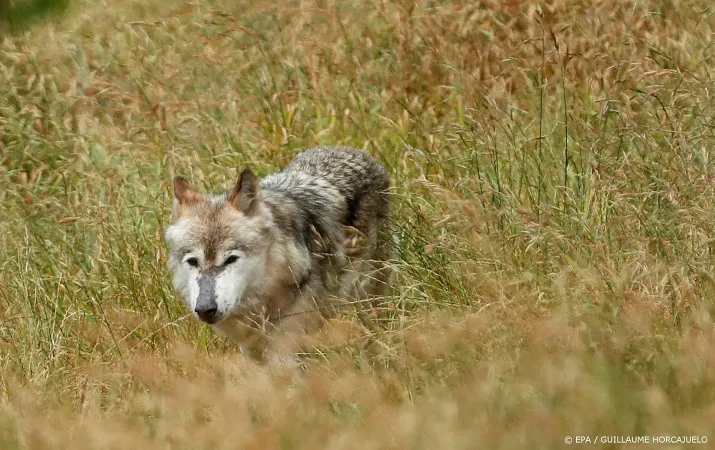 gelderland versneld op zoek naar de wolf