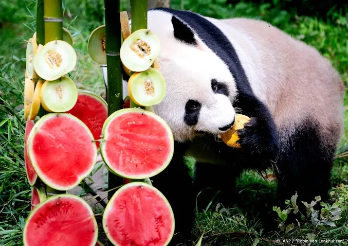 genderneutrale naam voor pandajong ouwehands