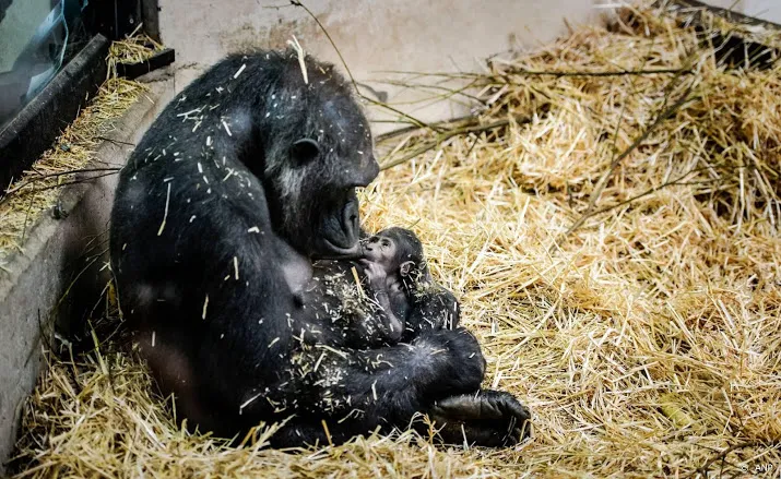 gorilla sindy in artis plots doodgegaan