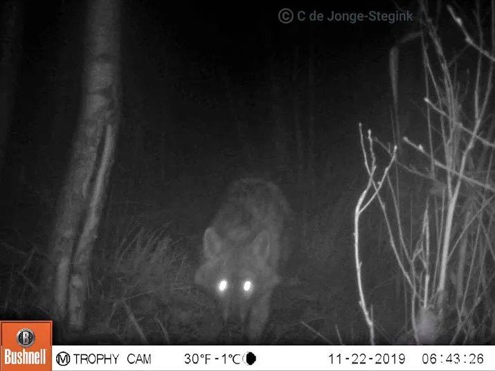 goudjakhals vestigt zich mogelijk snel in nederland