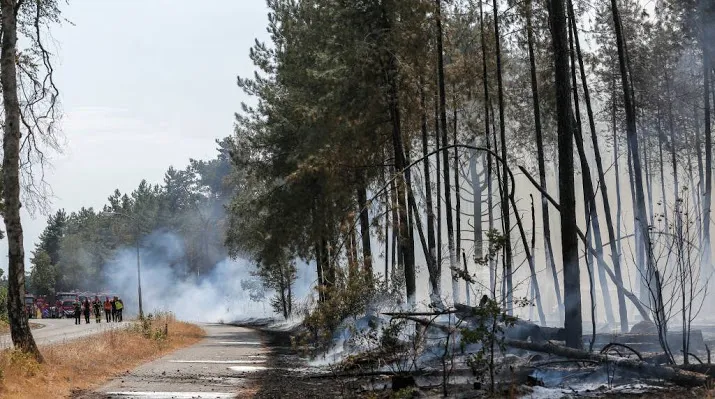 grote bosbrand in maarheeze