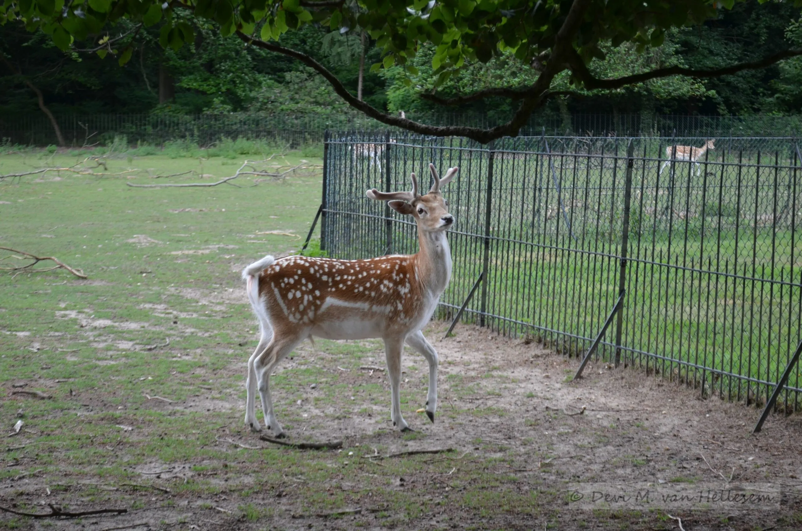 hertenkamp hartenstein 2 scaled