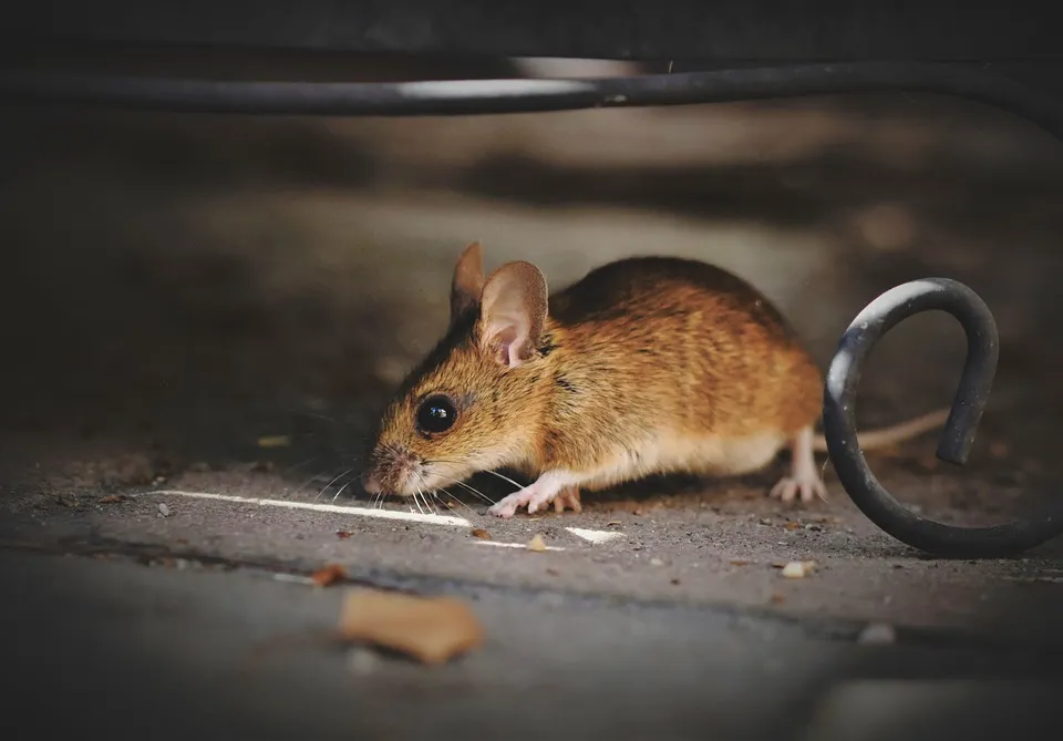 house mouse 5375101 960 720