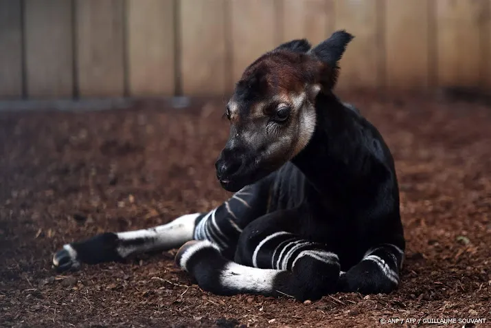 in natuur bedreigde okapi geboren in safaripark beekse bergen