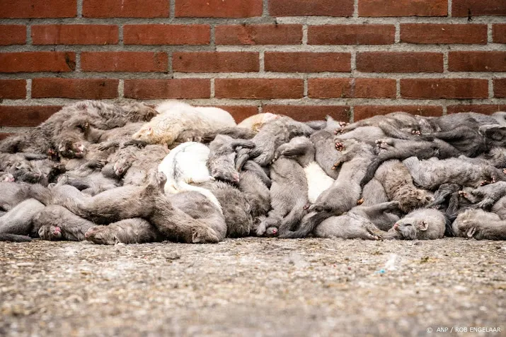 kamer wil importverbod van bont van pelsdieren om coronavirus