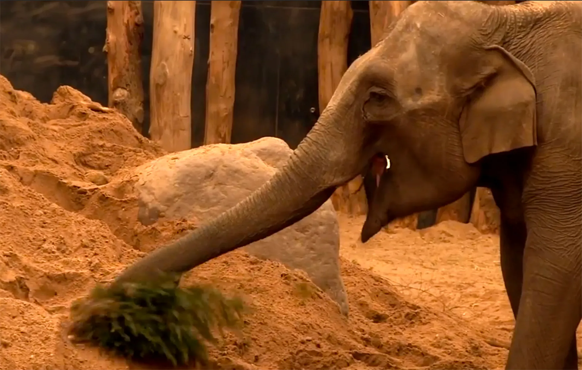 kerstboom olifant dpa