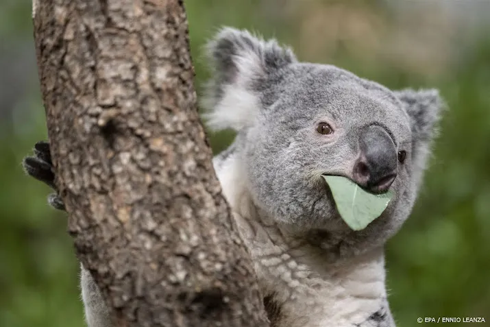 komst koalas in ouwehands dierenpark later dan verwacht