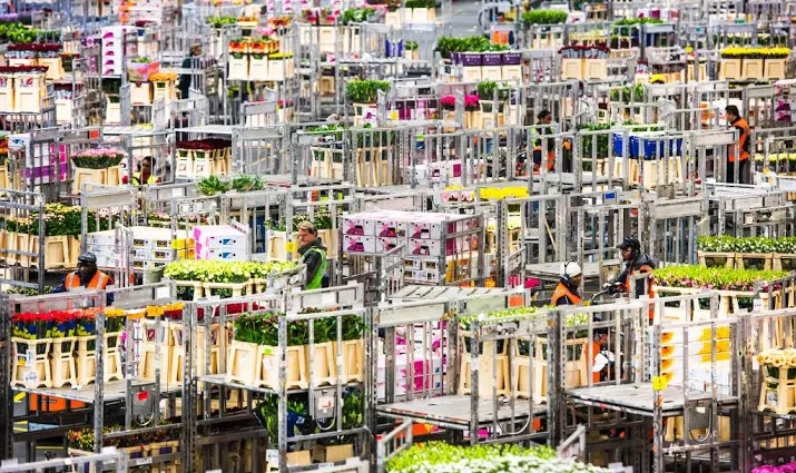 koudegolf slecht voor bloemenexport