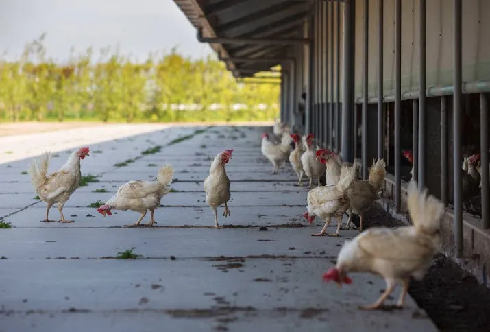 landelijke ophokplicht om vogelgriep
