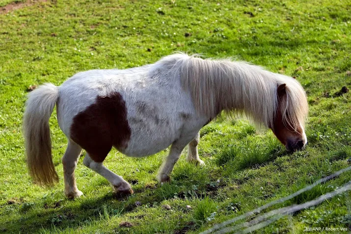 loslopende ponys op de weg