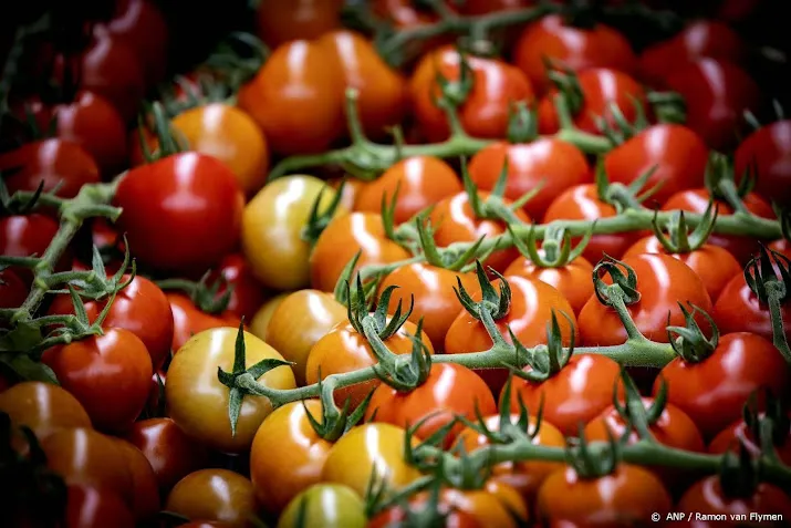 marokko beperkt export van tomaten