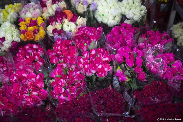 meer bloemen uit afrika en zuid amerika door energiecrisis