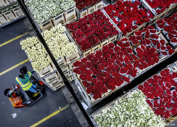 meer rozen verhandeld voor valentijn met name rode uit nederland