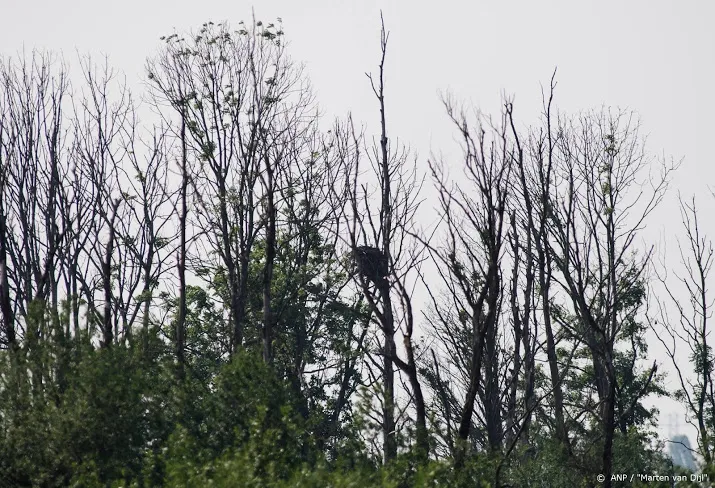 meer vogels via webcam in nestkasten te volgen