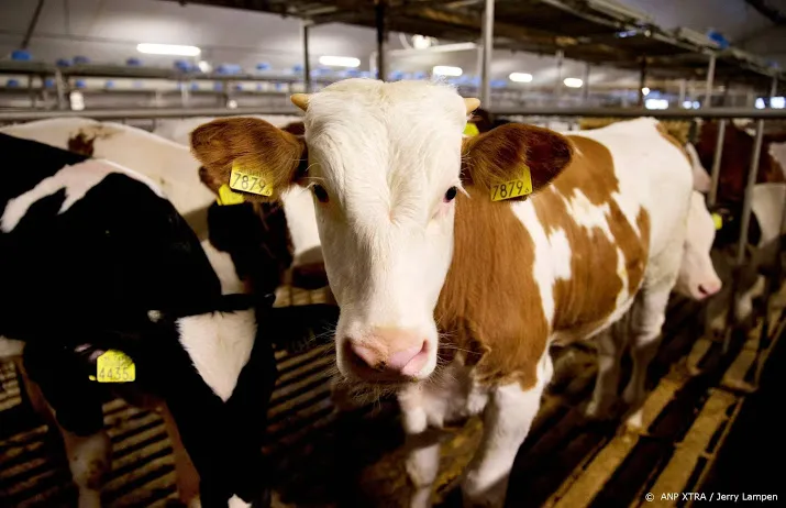 melkveeboeren stop import kalveren