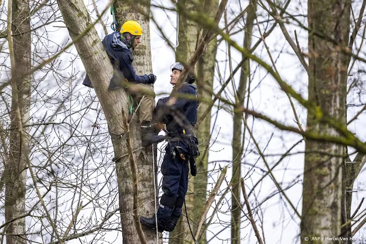 milieuorganisaties teleurgesteld over ontruiming sterrebos