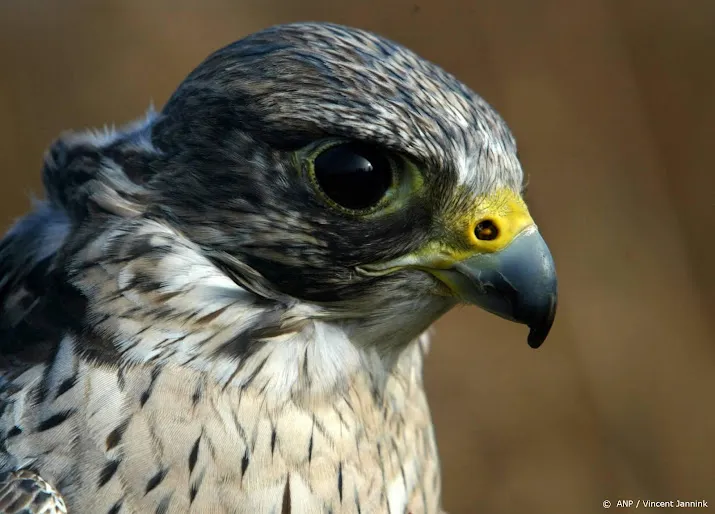 minder vogels in stedelijke gebieden