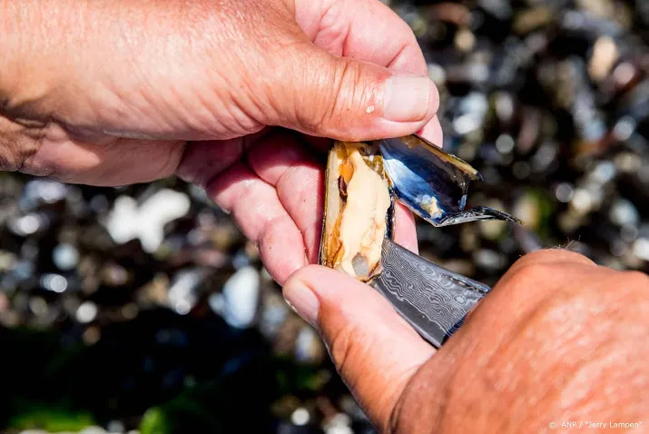 mosselbedrijven roem van yerseke en prins dingemanse fuseren