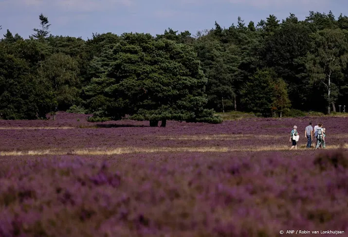 naaldbossen en heide staan er erg slecht voor door droogte