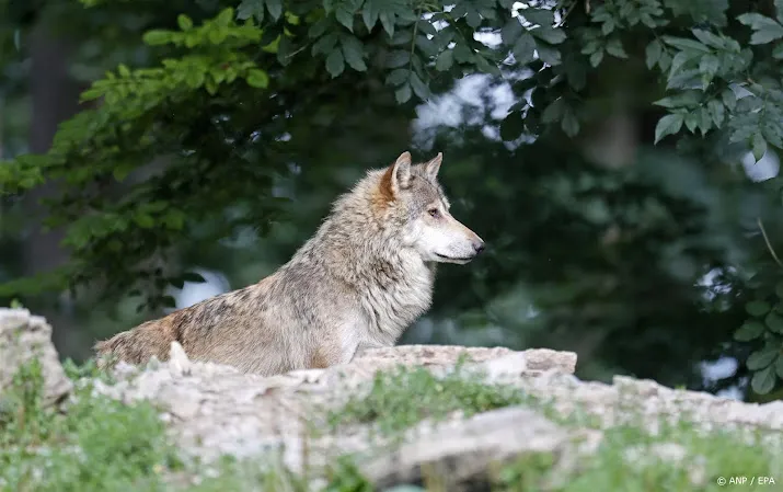 natuurorganisaties reageren woest op plan minder bescherming wolf