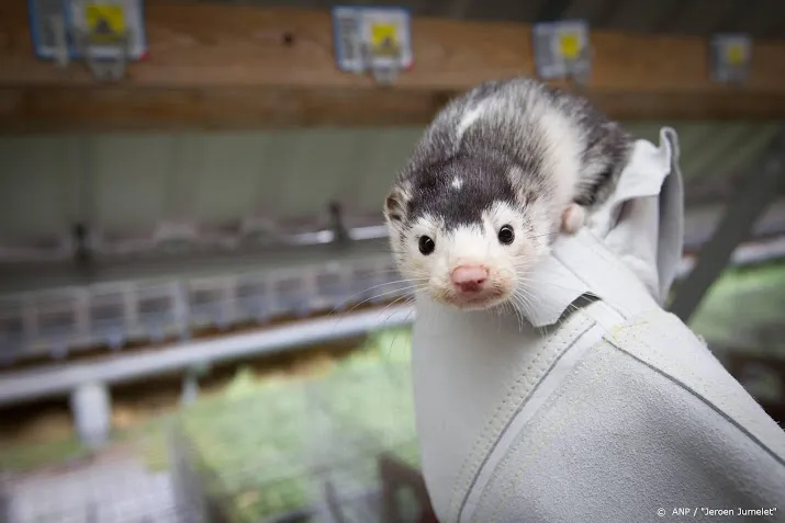nertsenfokkers berusten in ruiming moederdieren en pups