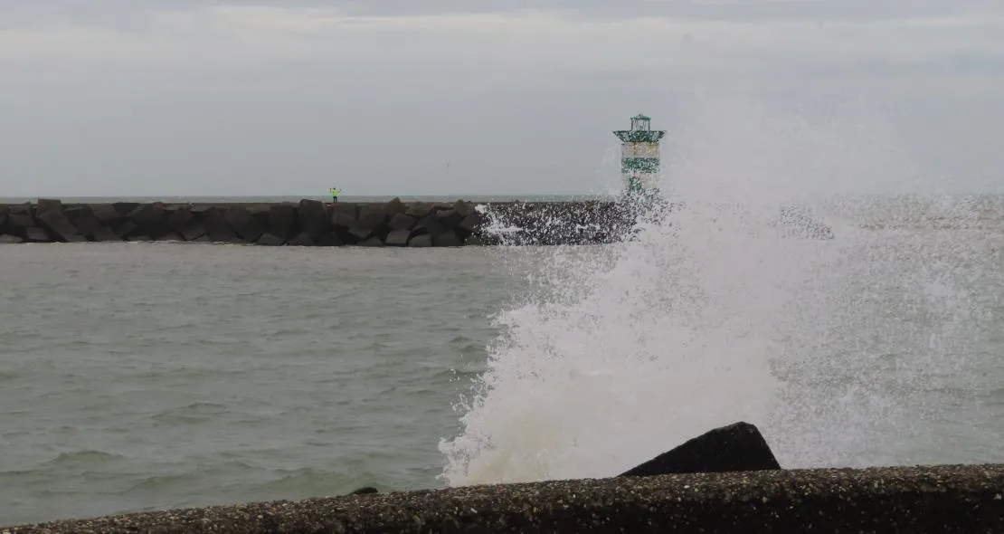 nicol taal scheveningen