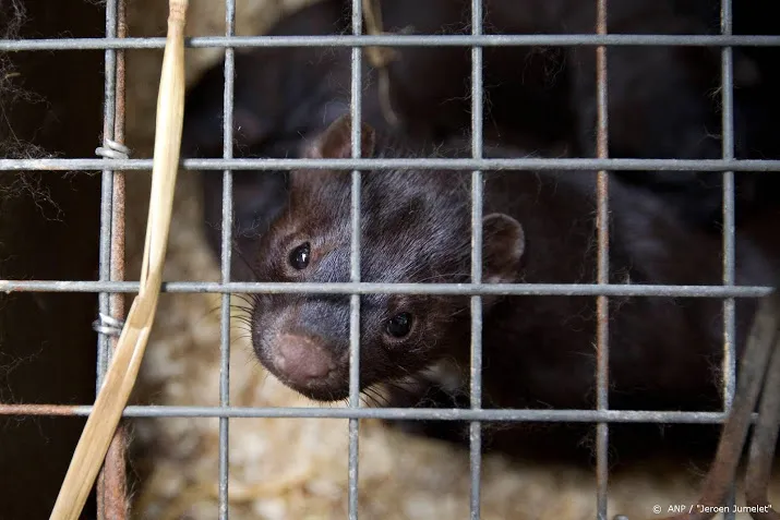 nieuwe coronabesmetting bij nertsenbedrijf in brabant