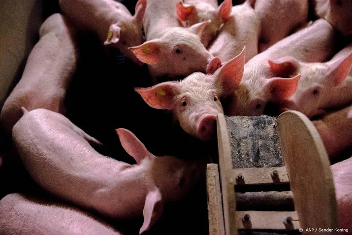 nvwa onderzoekt verstikkingsdood 2100 varkens