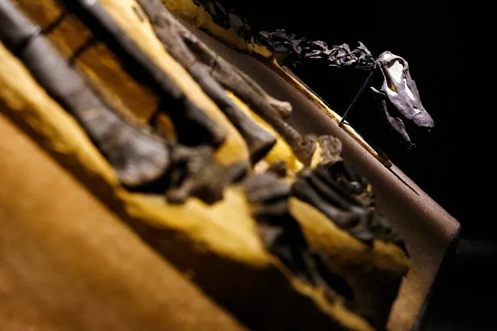 oertijdmuseum bemachtigt langnekdinosaurus