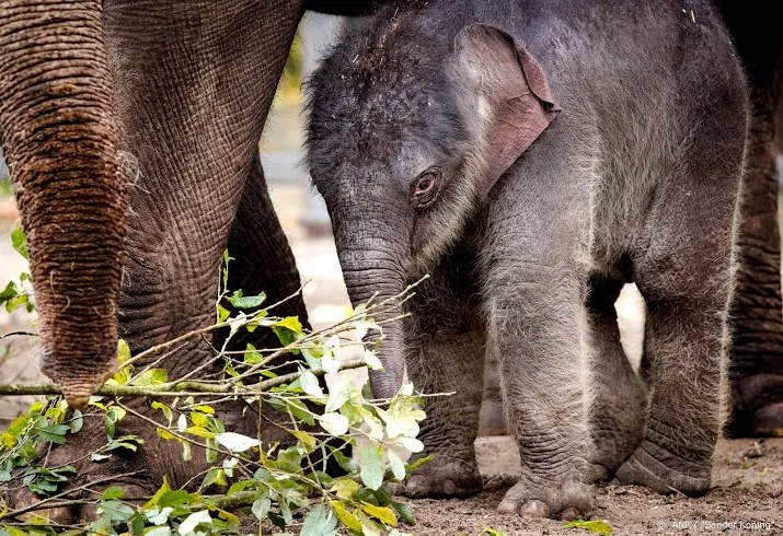 olifantje geboren in artis