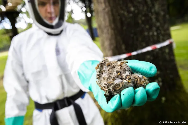 ook in 2021 kregen huisartsen minder klachten eikenprocessierups